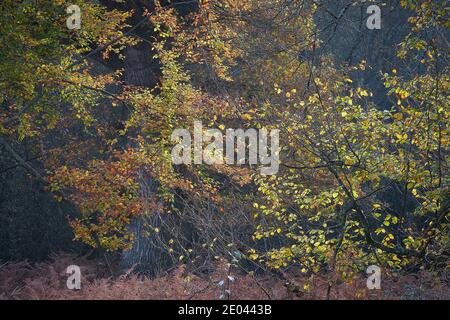 Uralter Wald mit goldenen Herbstblättern im Sonnenlicht Stockfoto