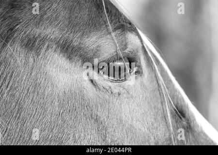 Ein Pferdeborträt mit Fokus auf ein einzelnes braunes Auge. Hochwertige Fotos Stockfoto