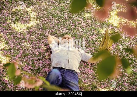 Angenehmer Frühlingstag. Mann unter Kirsche blühenden Baum. Alter Mann genießen Frühling Natur. Älterer Mann mit grauem Bart in Strohhut. Glücklicher Ruhestand. Großvater lächelt, während rosa Sakura Blüte beobachten. Stockfoto