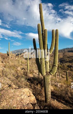 Giant Saguaro Cactus (Carnegiea gigantea), Redington Pass, Tucson, Arizona, USA