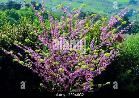 Cercis siliquastrum, allgemein bekannt als der Judas-Baum Stockfoto