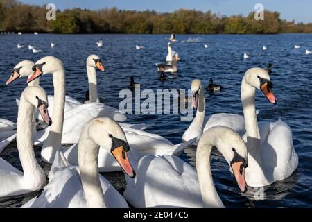 Schwäne im Watermead Country Park, einer der besten Orte in Leicestershire für Vogelbeobachtung und Naturstudien, England Stockfoto