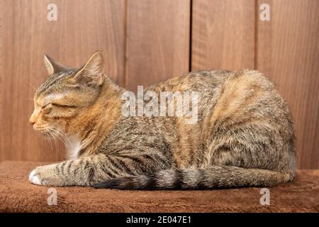 Die multirassische Katze schläft gut auf ihrer Lieblingsdecke. Das Haustier ruht an seinem Platz. Stockfoto