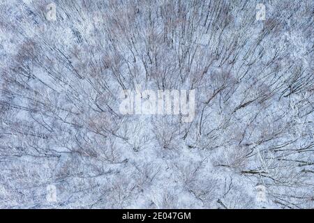 Winter Wald Luftaufnahme Stockfoto