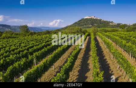 Motovun Altstadt auf dem Hügel und Weinberg in Istrien Stockfoto