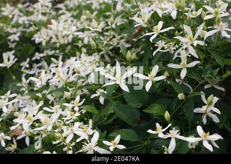 Clematis terniflora Blumen im Oktober. Stockfoto