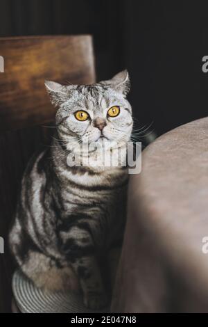 Portrait einer lustigen Katze (Scottish Straight Breed), sitzend am Tisch, dunkler Hintergrund. Tabby graue Katze. Stockfoto