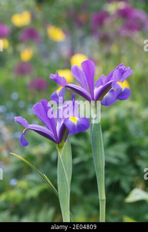 Iris hollandica blüht in einem Hüttengarten. Stockfoto