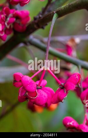 Der Spindelbaum, Euonymus europaeus, ist einer unserer häufigsten einheimischen Sträucher. Orgelpfeifen, Schuhnägel und Stricknadeln wurden aus seinem harten w Stockfoto