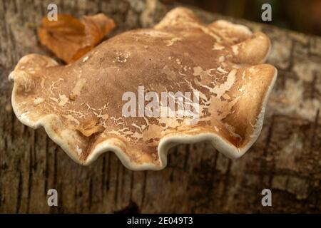 Fomitopsis betulina, Birke polypore, Natures Recycler Stockfoto