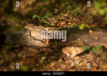 Fomitopsis betulina, Birke polypore, Natures Recycler Stockfoto