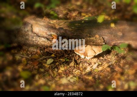 Fomitopsis betulina, Birke polypore, Natures Recycler Stockfoto