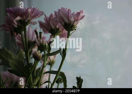 Bouquet von rosa kleinen Chrysanthemen auf hellem Hintergrund, Muttertag, Geburtstag oder Valentinstag Gruß Stockfoto