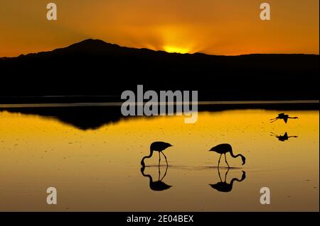 Flamingo im Wasser bei Sonnenuntergang in Salar de Atacama, Atacama Wüste, Chile Stockfoto