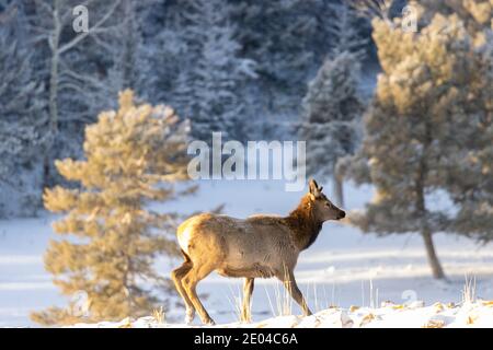 Junge Elchkuh auf einem verschneiten Hügel in der Hecht National Forest of Colorado Stockfoto