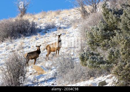 Herde von Rocky Mountain Elch auf einem verschneiten Hügel in Der Pike National Forest von Colorado Stockfoto