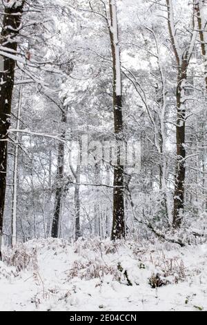 Schneebedeckte Wälder und Bäume im Winter auf Bosley Cloud In der Nähe von Congleton Cheshire England Stockfoto