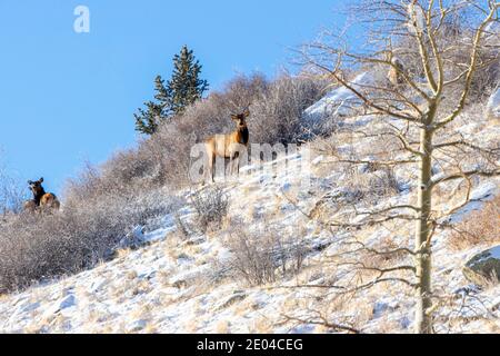 Herde von Rocky Mountain Elch auf einem verschneiten Hügel in Der Pike National Forest von Colorado Stockfoto