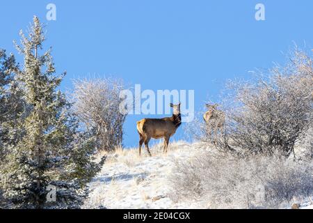 Herde von Rocky Mountain Elch auf einem verschneiten Hügel in Der Pike National Forest von Colorado Stockfoto