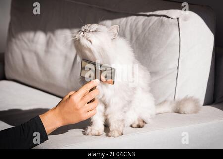 Schöne niedliche langhaarige Katze ist sehr glücklich gebürstet werden. Mann, der sein schönes Haustier kämmte. Kamm Bürste für Haustiere Stockfoto