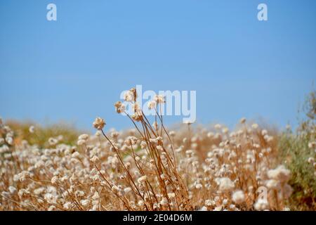 Papierstrandisen in einer sonnigen, blauen Himmel Outback australischen Wüste Stockfoto