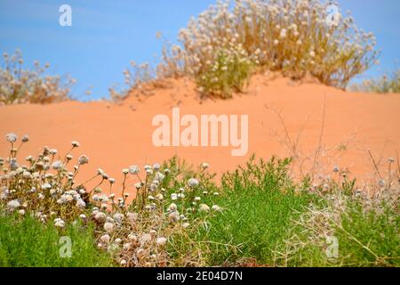 Papierblumen wachsen in den Perry Sand Hills In der australischen Outback Wüste mit grünen Sträuchern und Blau Himmel Stockfoto