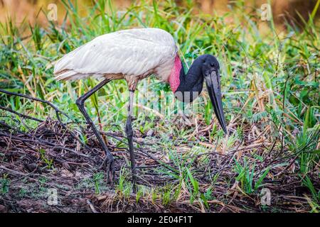 Ein jabiru-Storch auf der Suche nach Nahrung im brasilianischen Pantanal Stockfoto