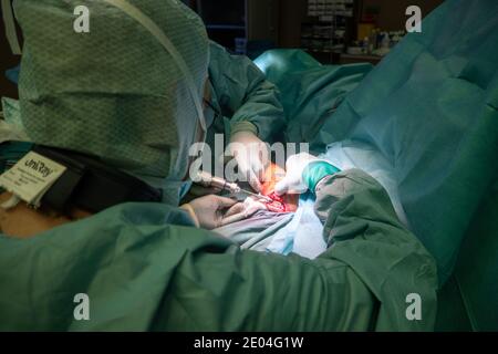 Bei einer Operation wird eine Ellenbogenfraktur von Ärzten behandelt Mit einer Titanplatte Stockfoto