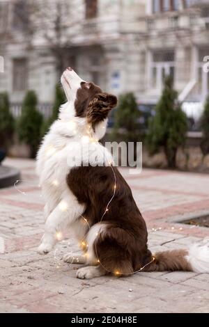 Portrait of adorable Brown Border Collie unter weihnachten Girlande Lichter. Stockfoto