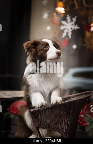 Liebenswert Brown Border Collie sitzt auf einem Straßencafé Stuhl auf einem festlich geschmückten Weihnachtsstadtstraßen. Stockfoto