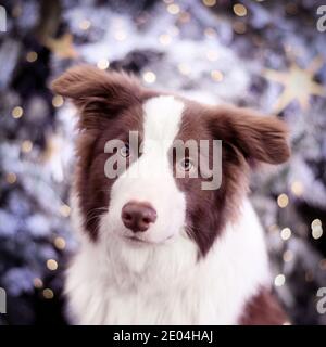 Liebenswert Brown Border Collie von Weihnachtsbaum auf einem festlich geschmückten Stadtstraßen. Stockfoto