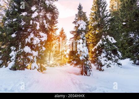 Leerer Weg durch einen Wald in den Bergen bei Sonnenuntergang Stockfoto