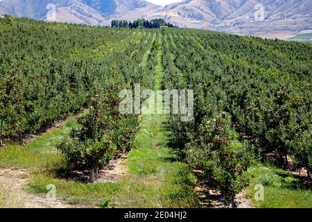 Das Lake Chelan Valley ist als Apfelanbaugebiet berühmt. Kommerzielle Orchardisten wachsen und ernten über 20 Sorten von überlegener Qualität A Stockfoto