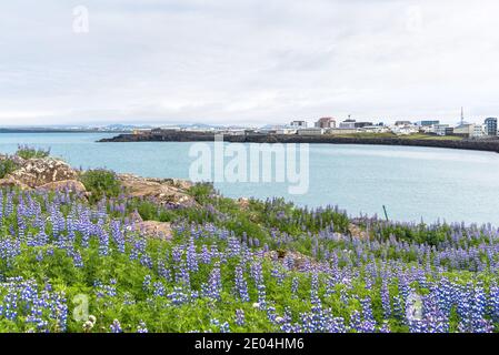 Blick auf eine Küstenstadt von einer bedeckten Klippe Lupinenpflanzen an einem bewölkten Sommertag Stockfoto