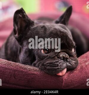 französische Bulldogge, die sich im Bett entspannen Stockfoto