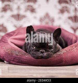 französische Bulldogge, die sich im Bett entspannen Stockfoto