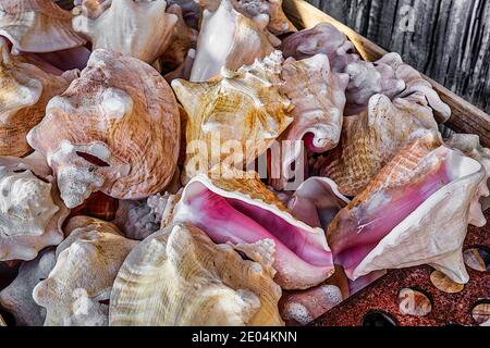 Eine Kiste Muschelschalen in einer Kunstgalerie in Islamorada in den Florida Keys. Stockfoto