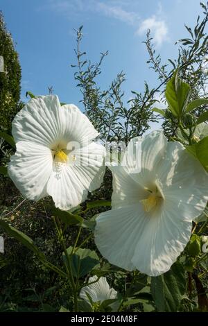 Zwei große weiße Blüten eines robusten Hibiskus in einem Toronto Garten Stockfoto