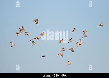 Schar von Schildkrötentauben fliegt wunderschön über den Himmel Stockfoto