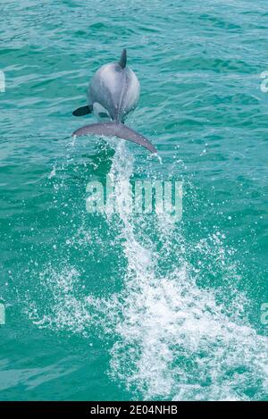 Hector Delfin auf Banks Peninsula in Neuseeland Stockfoto