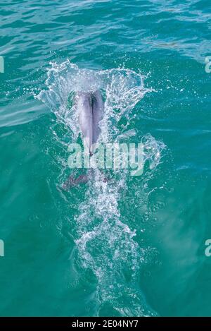 Hector Delfin auf Banks Peninsula in Neuseeland Stockfoto