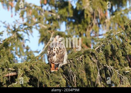 Rotschwanzhawk sitzt auf Kiefern Stockfoto