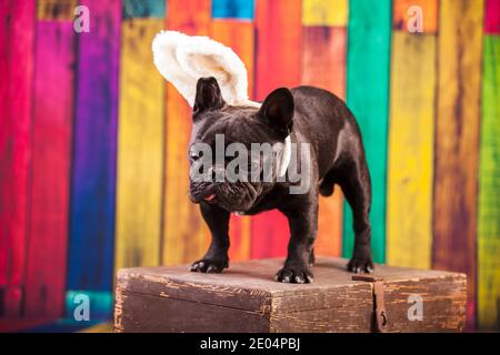 französische Bulldogge trägt osterhasen Ohren Stockfoto