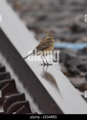 Ein amerikanischer Pfeifenpipit (Anthus rubescens), der auf einer Eisenbahnstrecke im Kirby Park in Kalifornien thront Stockfoto