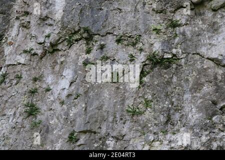 Blick auf eine mit grünen Flechten überwuchert Felswand Stockfoto