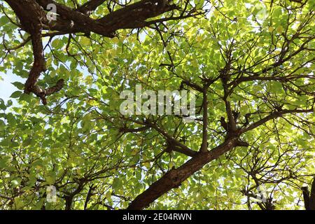 Low-Winkel-Ansicht der grünen frischen Blätter und Krone von Bäume Stockfoto