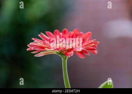 Einzige rosa Gerbera-Blume an einem langen Stiel vor einem weichen grün-rosa Hintergrund Stockfoto