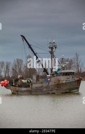 Kommerzielles Fischerboot Pacific Viking auf dem Weg vom Steveston Hafen Um Krebentöpfe British Columbia Kanada zu legen Stockfoto