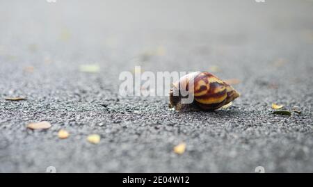 Eine Schnecke, die auf dem Asphaltboden mit sanftem Fokus läuft. Stockfoto