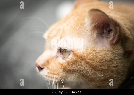 Ingwer einsam niedliche Katze auf dem Straßenboden liegend, weich und selektiv Fokus. Stockfoto